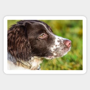 English Springer Sticker